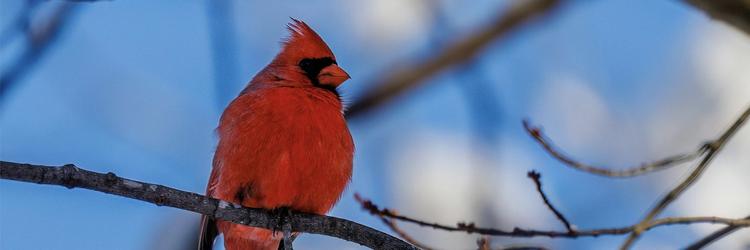 A cardinal resting on a branch.