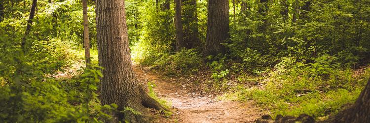 A forest path.