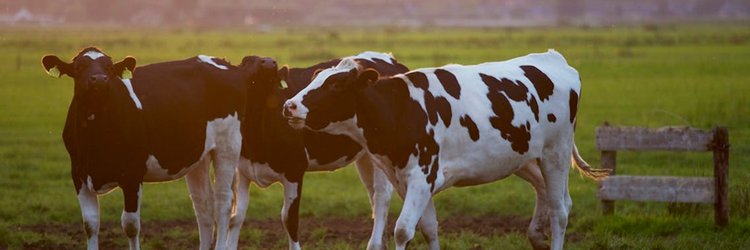 cows in a field with a sunset behind them