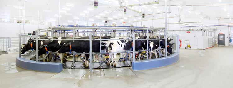 Cows standing in a rotary milking parlour at the Ontario Dairy Research Centre