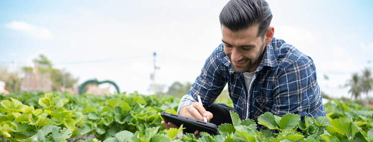 Student working in field of strawberries