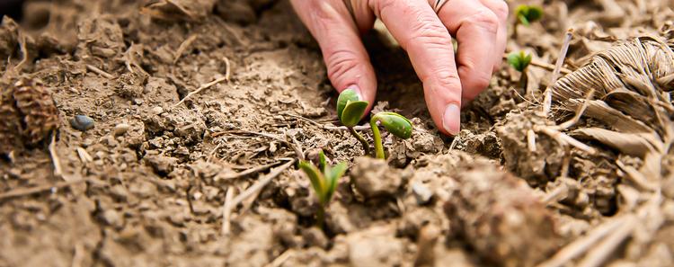 A person's hand gently touching small, sprouting plants in soil.