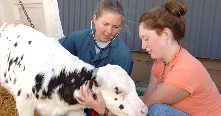 a student and professor inspecting a baby cow