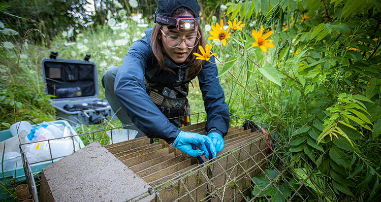 a student inspecting a specimen in a wooden area, surrounded by sunflowers