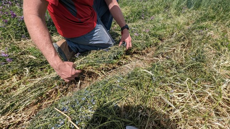 Person in a red top kneeling and inspecting freshly cut grass in a field.