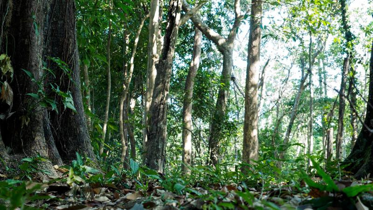 A forest filled with trees.
