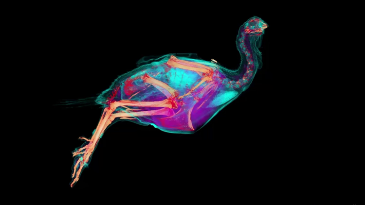 ct scan of a turkey
