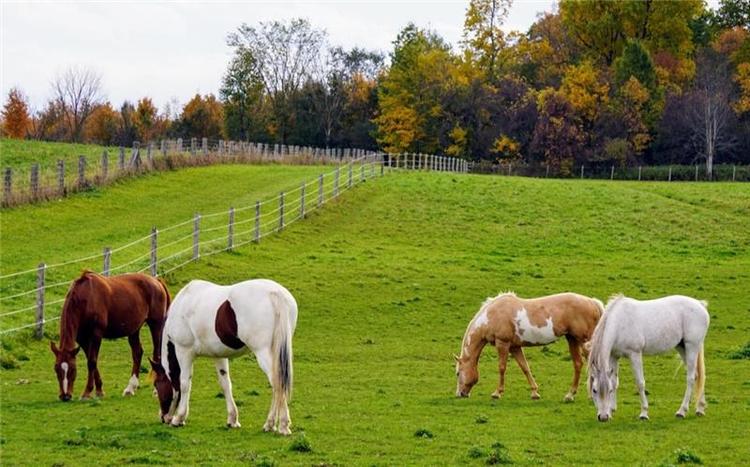 Horses in a paddock