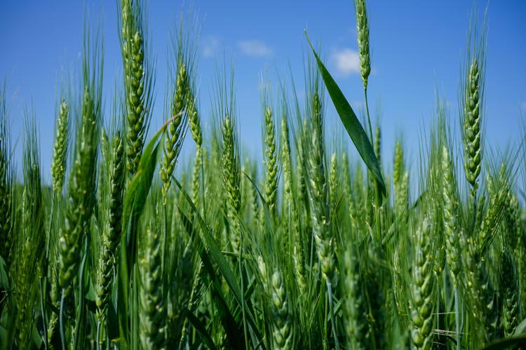 Closeup of a plot of wheat