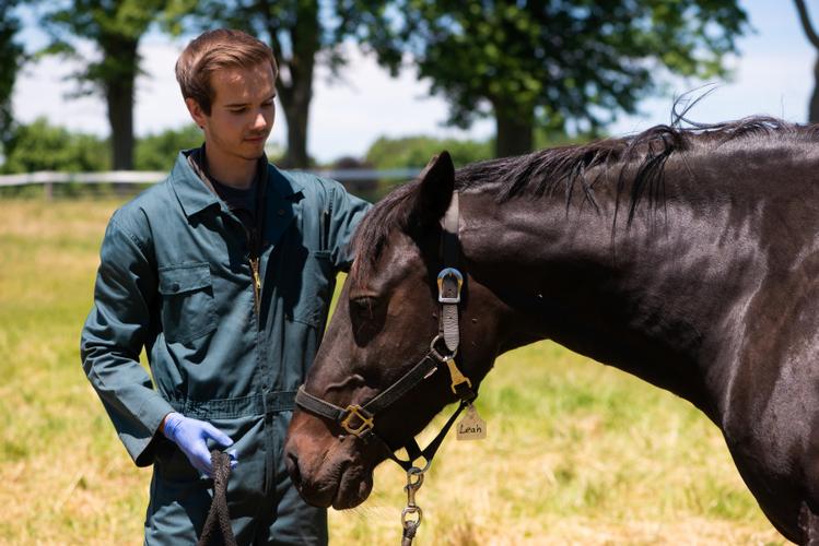 person outdoors with horse