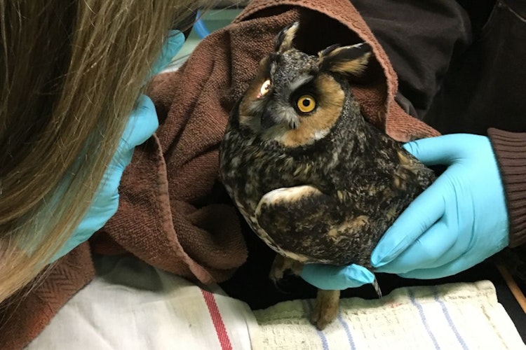Owl receiving eye exam