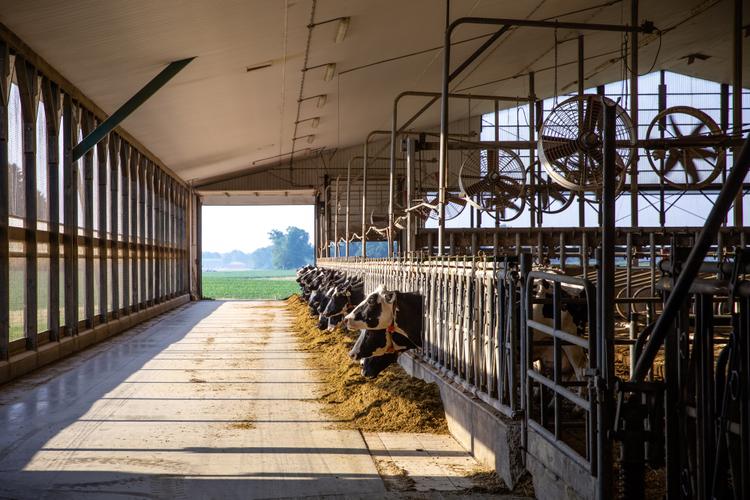 Cows in a barn