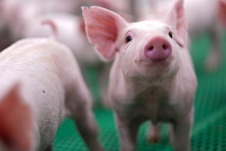 A close-up photo of a young pig