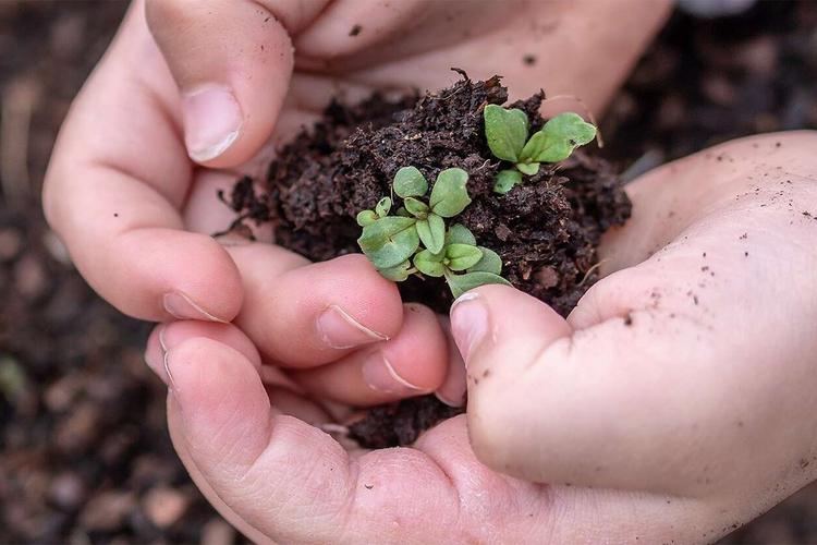 hands holding soil and seedlings