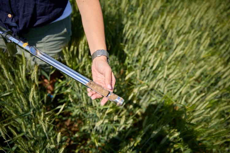Person holding a soil sample tool above a wheat field.