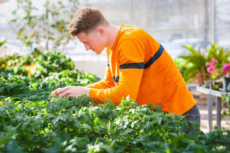 U of G student working in a greenhouse.