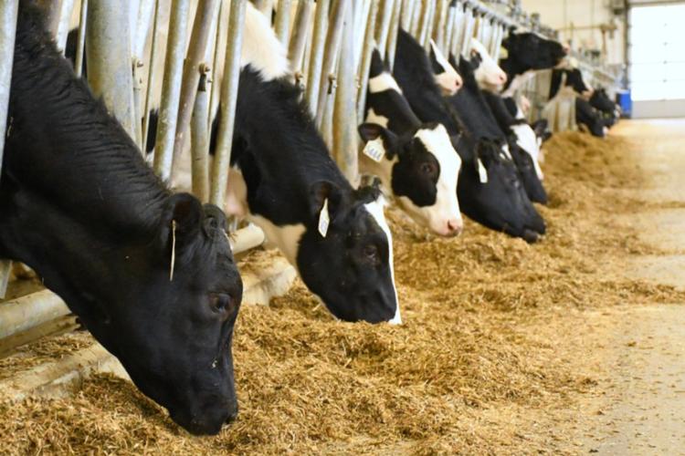 A row of dairy cows in an indoor barn, eating