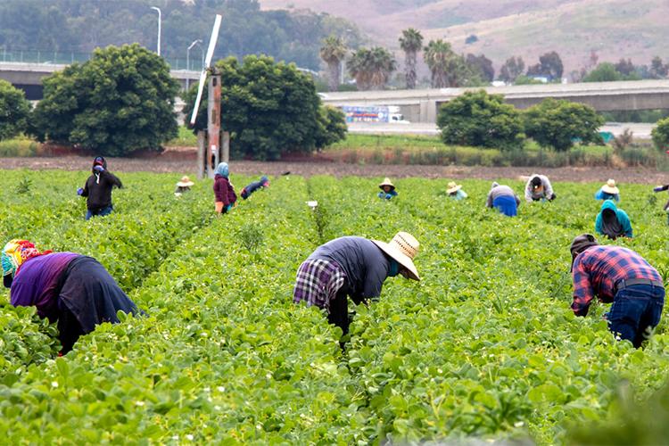 Migrant farm workers harvest a strawberry field