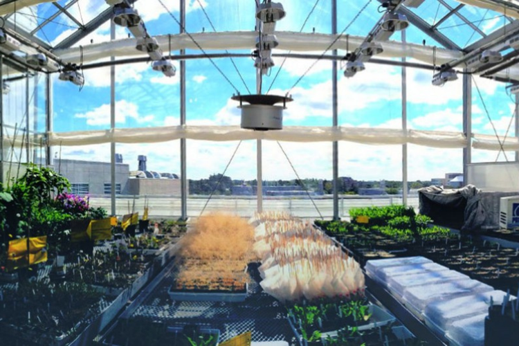 Greenhouse