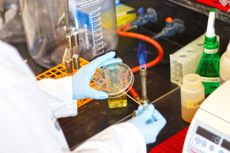 Petri dish in lab