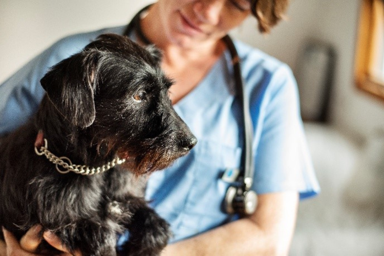 vet and dog
