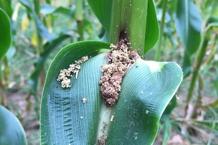 European corn borer feeding on Cry1F corn hybrid