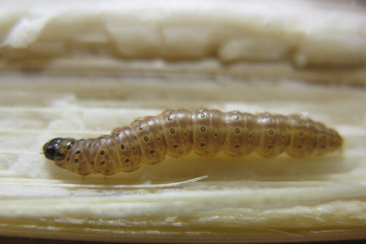 European corn borer larva