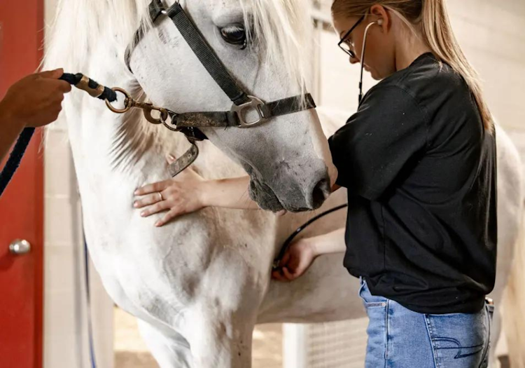 Student listens to horse's heart with stethoscope