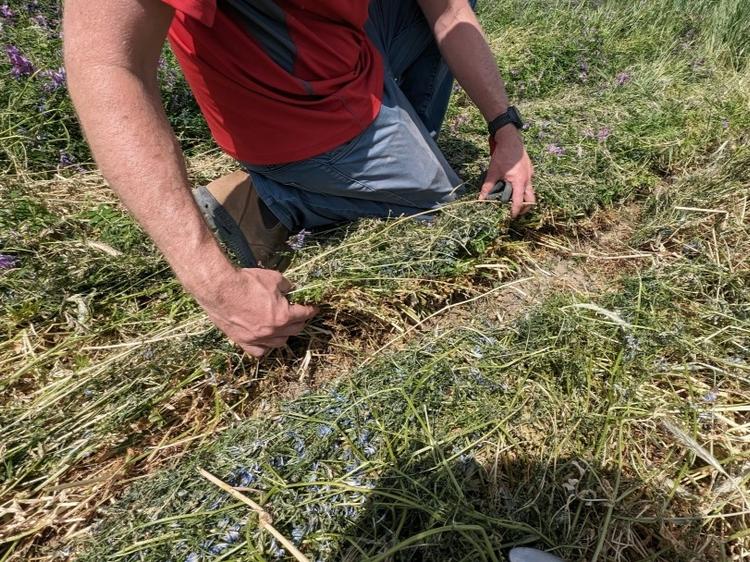 In the field: a person holds crops that were sliced with no hairpinning