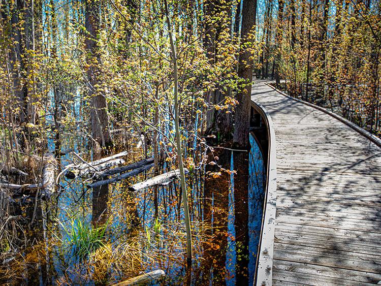 a walkway through the Wild Goose Woods at the arboretum on the University of Guelph campus