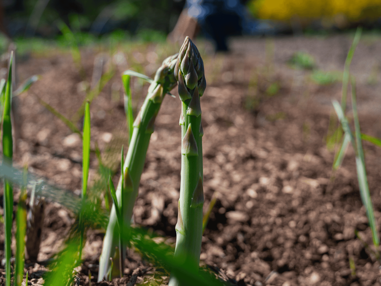 Millenium asparagus