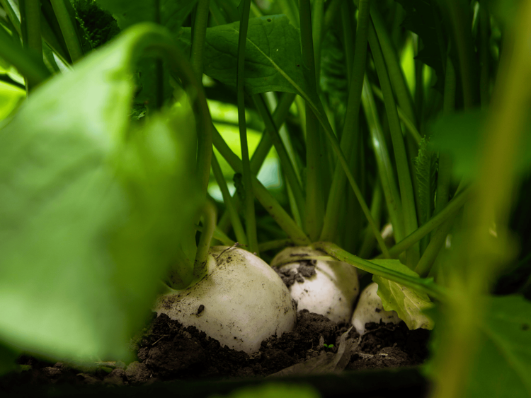 turnips from the farm
