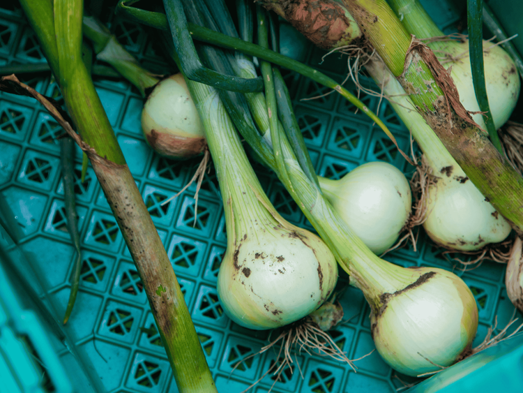 onions in green container