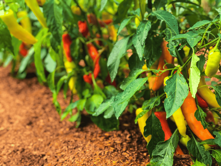 peppers