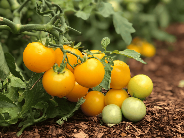 tomatoes on the vine