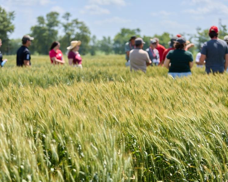 Group of people touring a wheat field on a sunny day.