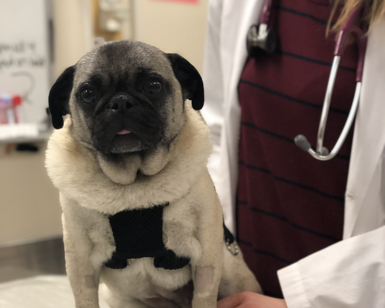 Dog on Exam Table