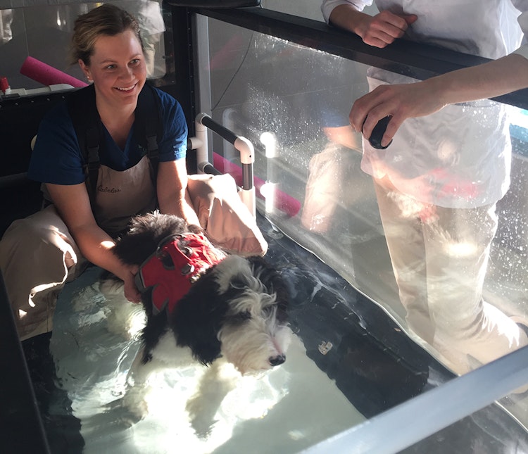 Dog in therapy water tank