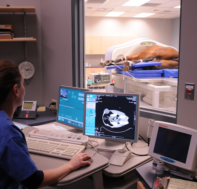 Tech looks at horse in CT Scanner