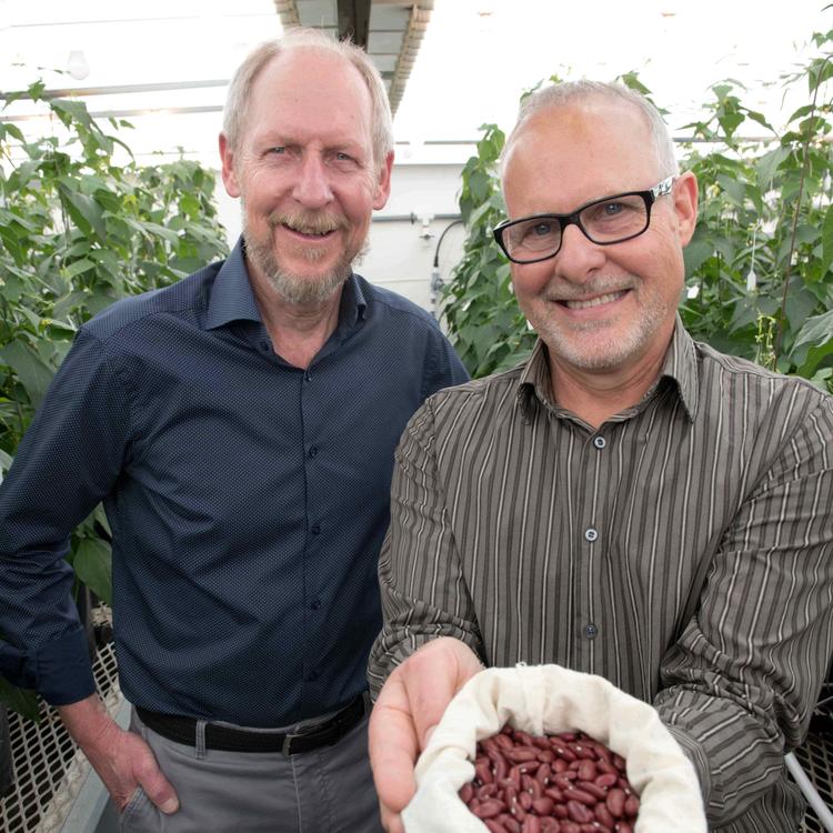 Dr. Peter Pauls and research technician Tom Smith with their award-winning Dynasty kidney beans.