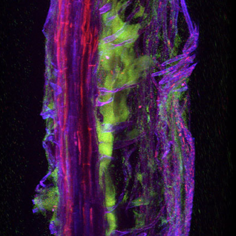 3D reconstruction of M6–Fusarium interactions in finger millet roots