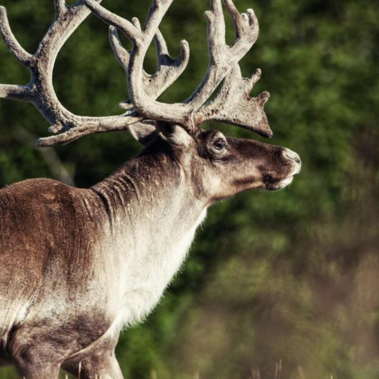 A reindeer with large antlers walking outside.