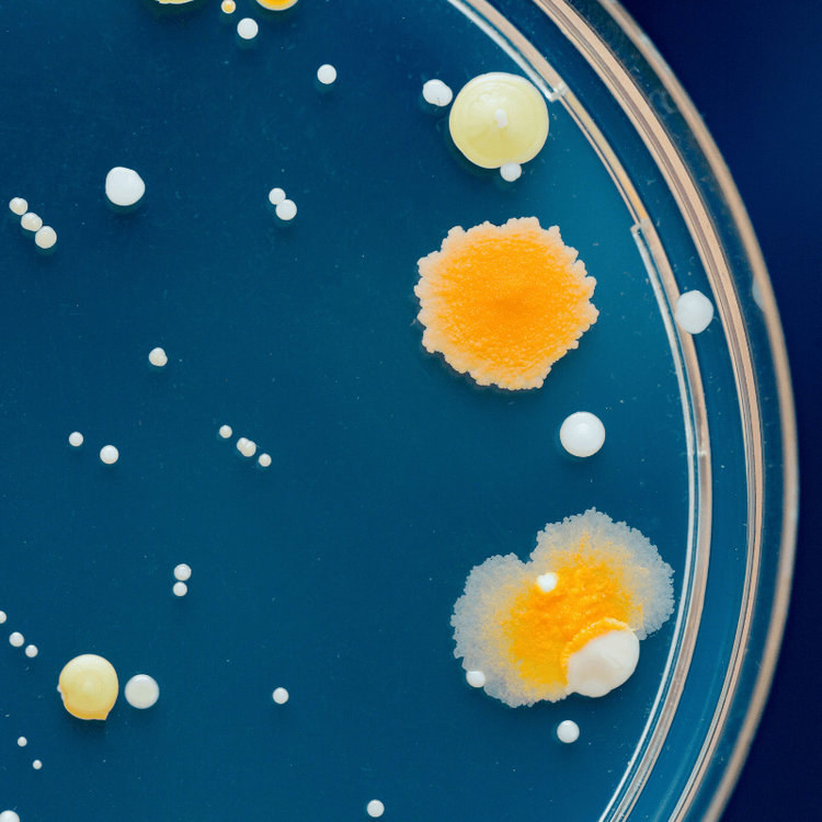 Petri dish