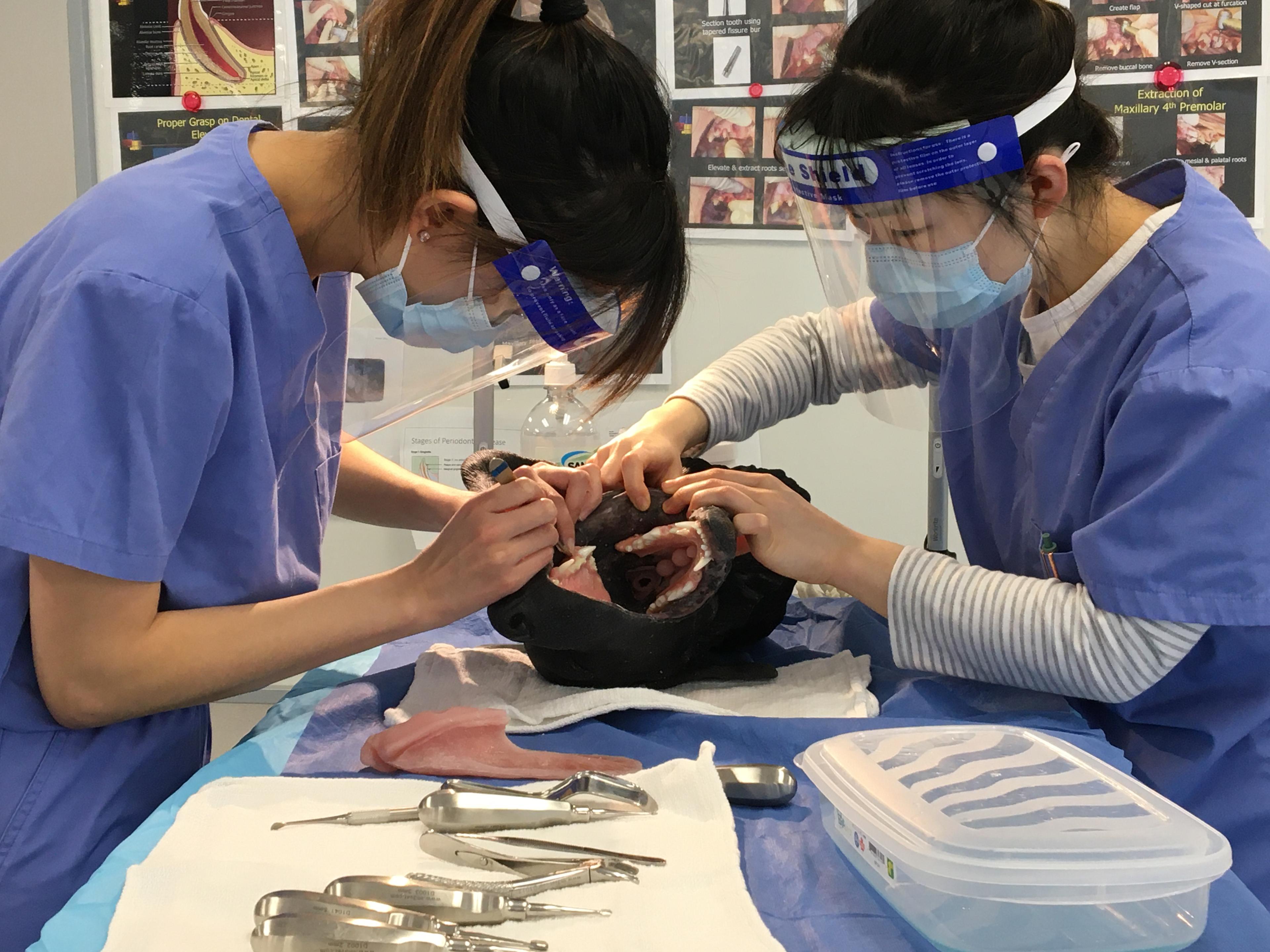 Student veterinarians work with high-fidelity models to gain hands-on practice in dental exams, cleaning and tooth extraction skills.