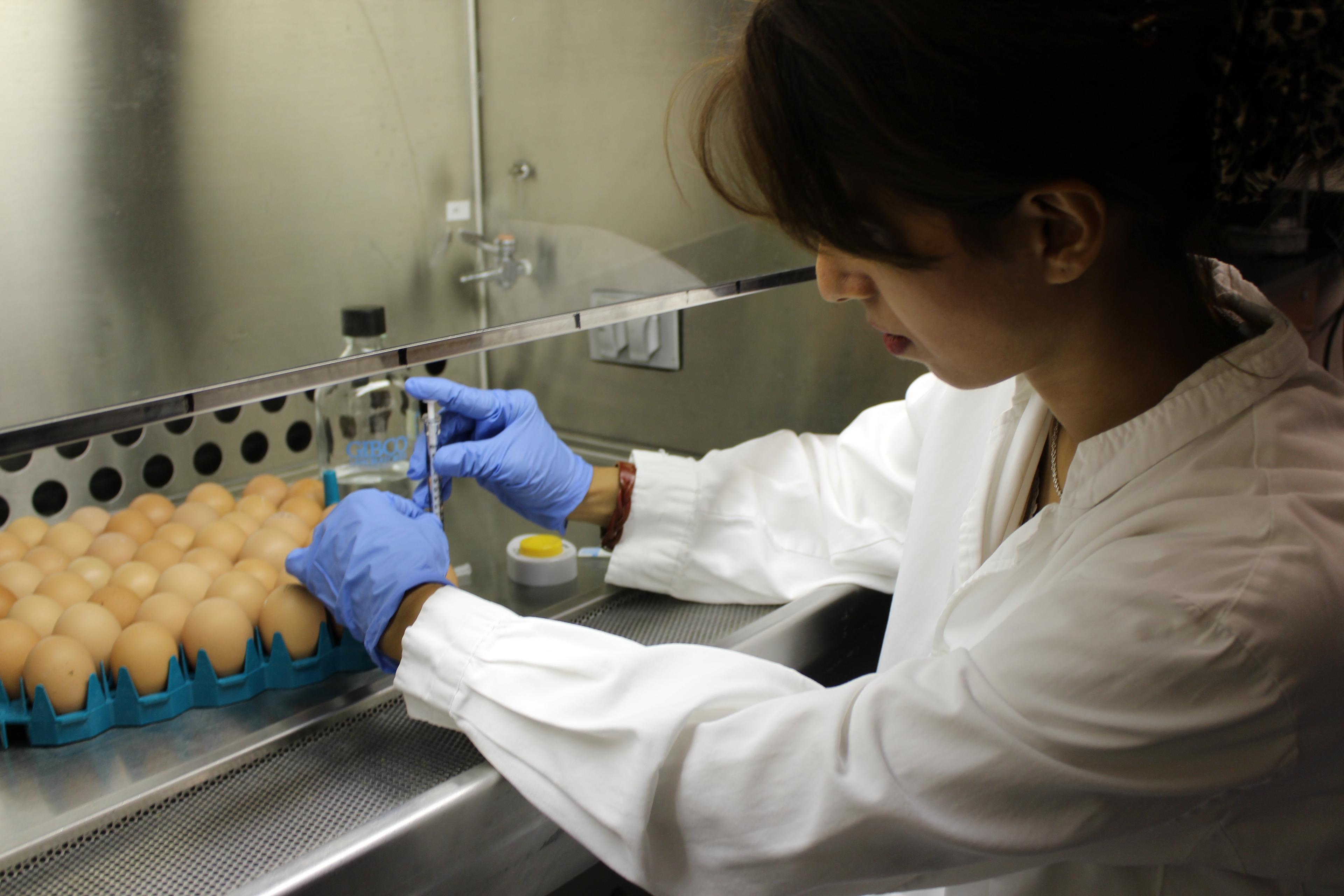 Researcher in Dr. Shayan Sharif’s lab injecting a compound into an embryonated egg as part of a project aimed at enhancing gut health in newly-hatched chicks