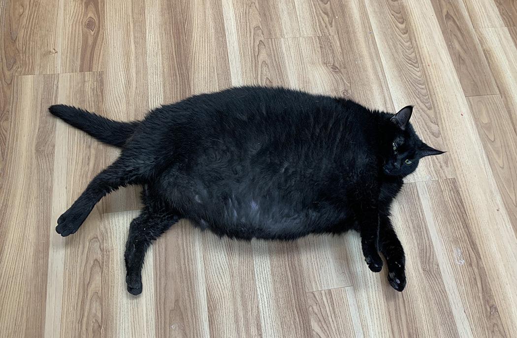 Spudge, 35 lb cat