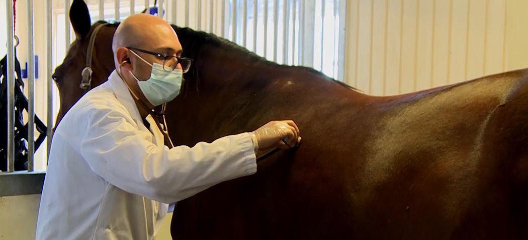 Dr. Diego Gomez, Ontario Veterinary College, University of Guelph, examines a horse