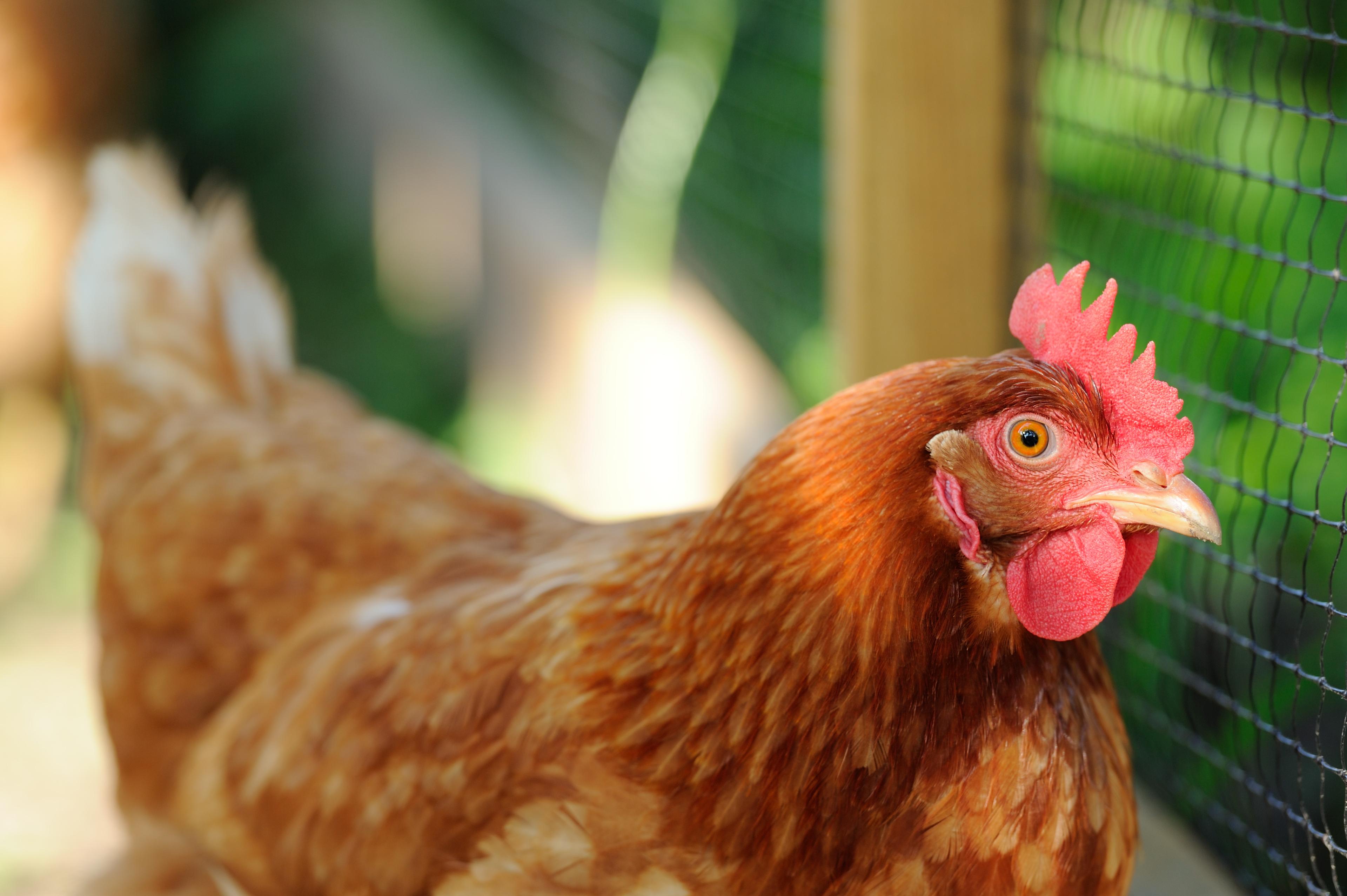 A rooster with brown feathers is pictured standing in front of a wire fence. 