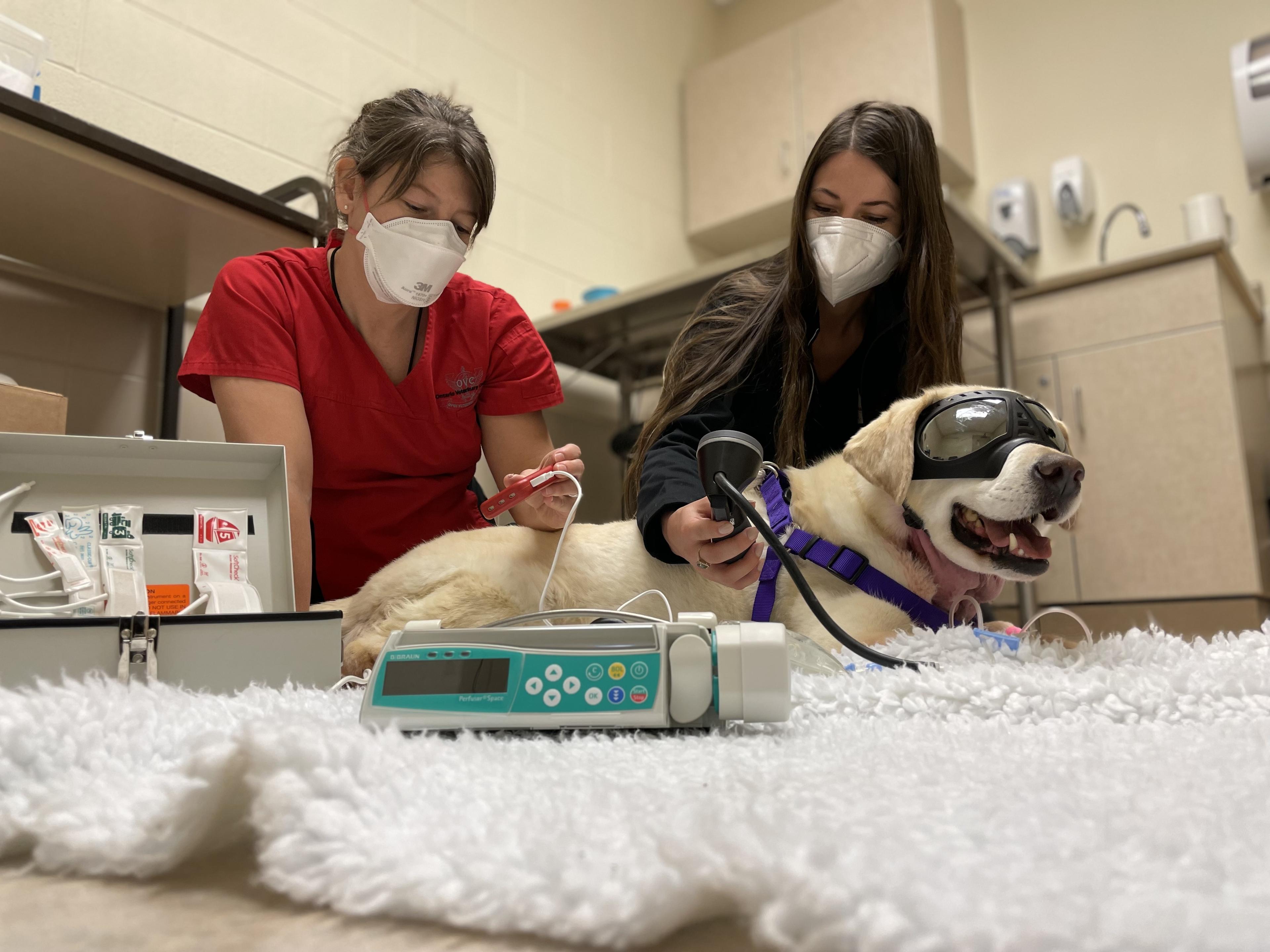 A yellow lab wearing doggles is monitored by two veterinary staff following a porphysome infusion treatment.