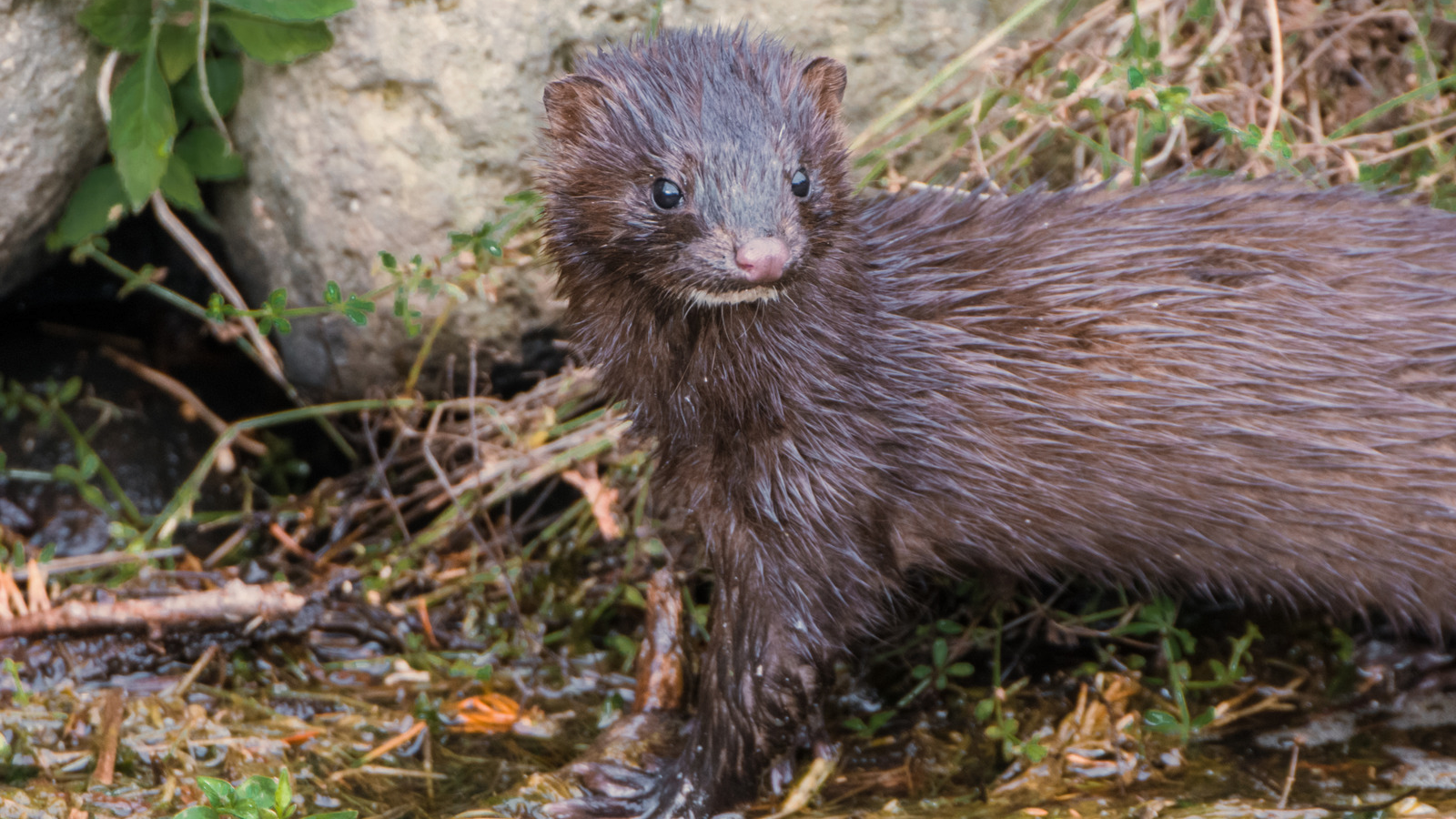 Closeup of a mink in its natural environment, enjoying swimming.